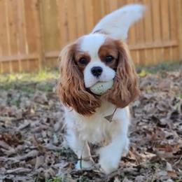 Cavalier King Charles Spaniels from Kalon Cavaliers