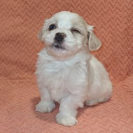 Havanese Puppies from AKC Havanese