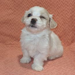 Havanese Puppies from AKC Havanese
