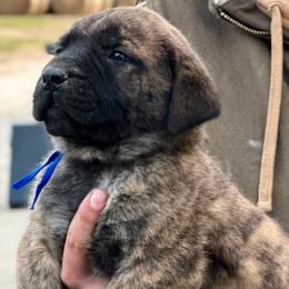 Leonardo - Brindle male Mastiff puppy in Wewoka, Oklahoma from P Diamond Mastiffs