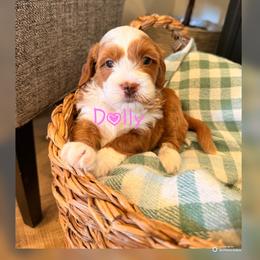 Dolly - Red  female Goldendoodle puppy in Glendale, Arizona from Follow Your Bliss Doodles