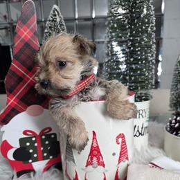 Velma (Red) - White female Miniature Schnauzer puppy in Titusville, Florida from Alysha's Grandbabies