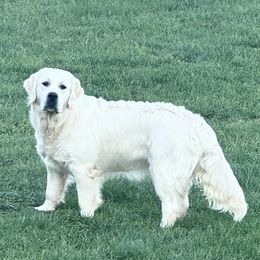 Mercy - Golden Retriever