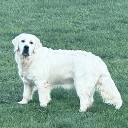 Mercy - Golden Retriever