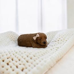 Maple - Red female Maltipoo puppy in St. George, Utah from Winchester Hills Poodles and Doodles