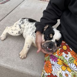 Bulldog Puppies from Castle Manor Bulldogs