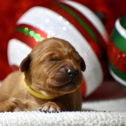 Prancer(yellow collar) - Dark golden male Golden Retriever puppy in Gober, Texas from Trigger Time Kennels