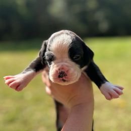 Girl 2 - Brindle female Boxer puppy in Saugerties, New York from Nala’s Pride