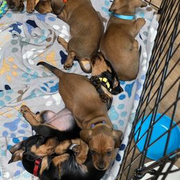 Dachshund Puppies from CV Doxies