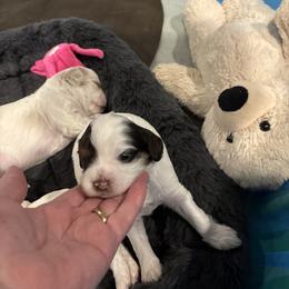 Cavapoo Puppies from Sweetheart Cavapoos