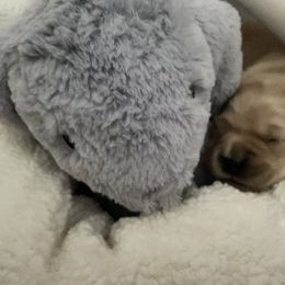 Golden Retriever Puppies from Clew Bay Golden Retrievers