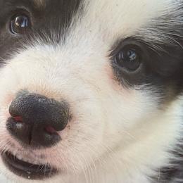 Gatlin  (Larry) - White and black male Pembroke Welsh Corgi puppy in Heyworth, Illinois from Schumaker Corgis
