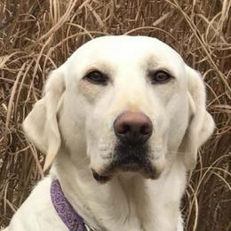 Assorted Doodle Crosses and Labrador Retrievers from Lightning Ridge Labs and Doodles