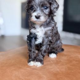 Dark blue collar - Chocolate merle male Bernedoodle puppy in Fort Wayne, Indiana from Crimson Curl Doodles
