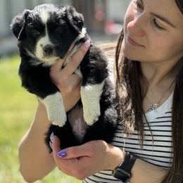 Noggin - Black & white female Miniature American Shepherd puppy in Minden, Nevada from Kickinauss Minis