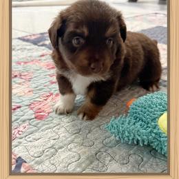 Boy 4 Aussie - Red male Miniature Australian Shepherd puppy in Pensacola, Florida from TNT MINI AUSSIES