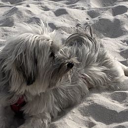 Chewbaca - Havanese