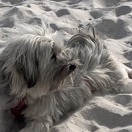 Chewbaca - Havanese
