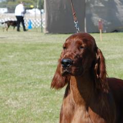 Irish Setter All Grown Up from Keliaire Irish Setters