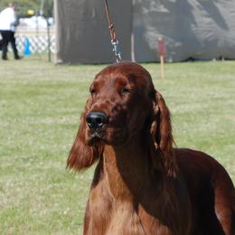 Irish Setter All Grown Up from Keliaire Irish Setters