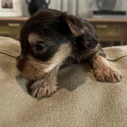 Cupid - Chocolate and tan male Yorkshire Terrier puppy in Calhoun, Georgia from Peach State Yorkies