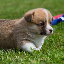 Biscuits - White and red male Pembroke Welsh Corgi puppy in Williams, California from Half Hitch Corgis
