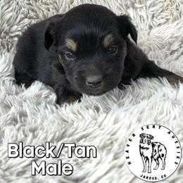 Ulysses - Black male Miniature Australian Shepherd puppy in Jaroso, Colorado from Heaven Sent Aussies
