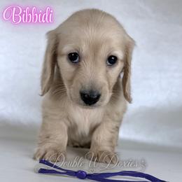 Bibbidi - Cream female Dachshund puppy in Alto, Texas from Double W Doxies