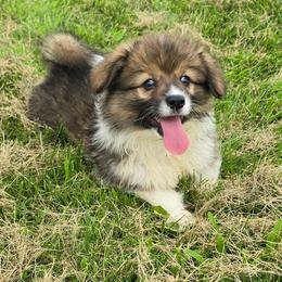 PENNY - Sable female American Corgi puppy in Walker, Iowa from Double K Corgis