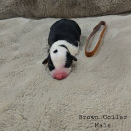 Brown Collar Male - Black and tan male Pembroke Welsh Corgi puppy in Tenino, Washington from LoneStar Corgis NW