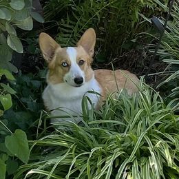 Bunny - Pembroke Welsh Corgi