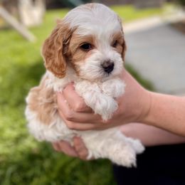 Cavapoo Puppies from Ellas.Pups