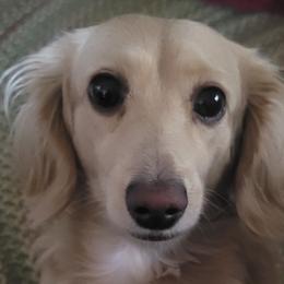 Dachshunds from Dachshund My World