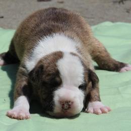 Okra - Red brindle female American Staffordshire Terrier puppy in Guilford County, North Carolina from Explicit Kennel