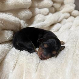 Cupid - Black and tan male Dachshund puppy in Rialto, California from DashiesDachLLC
