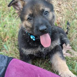 German Shepherd Puppies from Cintron K9