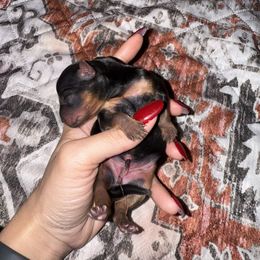 Yorkshire Terrier Puppies from The Yorkie House