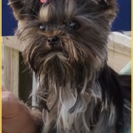 "Past puppy   T Cup " Maltese and Yorkshire Terrier Puppies from Precious Paws Maltese and Yorkies