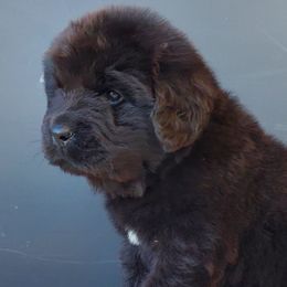 Hank (Orange) - Black male Newfoundland puppy in Winfield, Pennsylvania from Najuananlo Newfoundlands