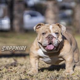 Bulldogs and French Bulldogs from Blue Bully Allstars