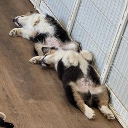 Australian Shepherd Puppies from WyoWinds Australian Shepherds