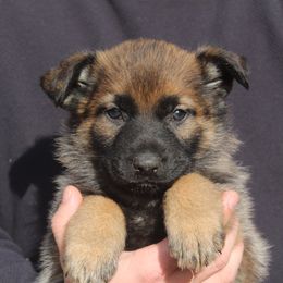 Green ID - Sable male German Shepherd puppy in Washington from Von Zobel Haus Kennels