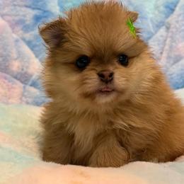 Ozzy - Orange male Pomeranian puppy in Newport Beach, California from Exotic City Pomeranians and chihuahuas