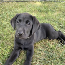 Dakota-white collar - Black Labrador Retriever puppy in Springfield, Missouri from Kellner Labradors