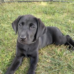 Dakota-white collar - Black Labrador Retriever puppy in Springfield, Missouri from Kellner Labradors
