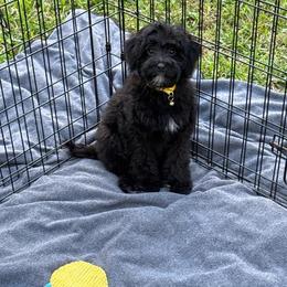 Lucy - Black and white female Bernedoodle puppy in Gainesville, Florida from Pet Inn Xxweetdoodles