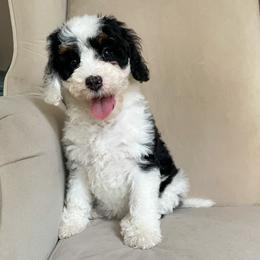 Bernedoodle Puppies from Sweet Pea Bernedoodles