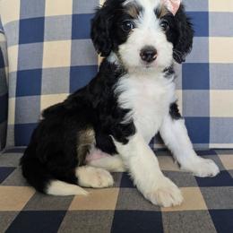Josie - Tri-color female Bernedoodle puppy in Galt, Missouri from Only Doodles!