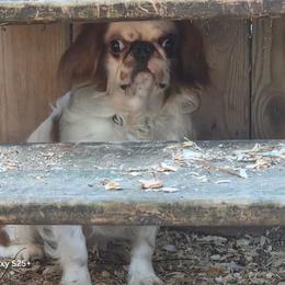 Wilson - Red and white male English Toy Spaniel puppy in Glenwood City, Wisconsin from NyaStar
