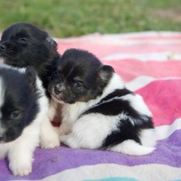 Cinnamon - Tri - Tri-colored female Pomeranian puppy in Saint Ignatius, Montana from Pomeranians Montana
